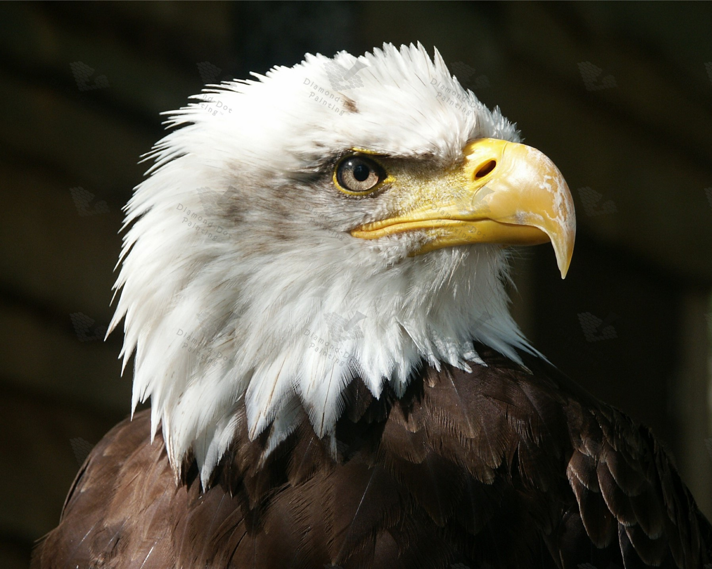 Z DDP533 Bald Eagle- Diamond-Dot